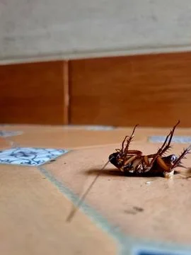 Dead Cockroach Surrounded by Ants on Brown Floor Stock Photos