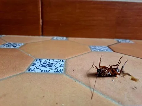Dead Cockroach Surrounded by Ants on Brown Floor Stock Photos