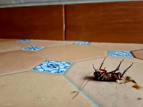 Dead Cockroach Surrounded by Ants on Brown Floor Stock Photos