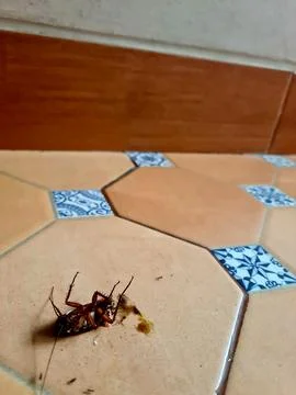 Dead Cockroach Surrounded by Ants on Brown Floor Stock Photos