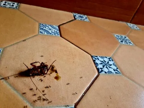 Dead Cockroach Surrounded by Ants on Brown Floor Stock Photos
