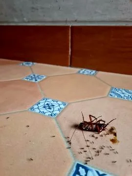 Dead Cockroach Surrounded by Ants on Brown Floor Stock Photos
