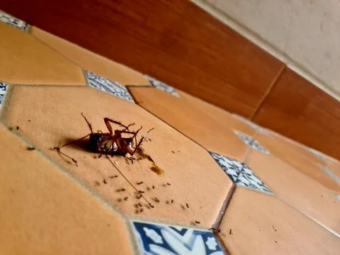 Dead Cockroach Surrounded by Ants on Brown Floor Stock Photos