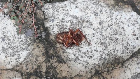 Dead cockroach surrounded by ants Stock Footage 320086802