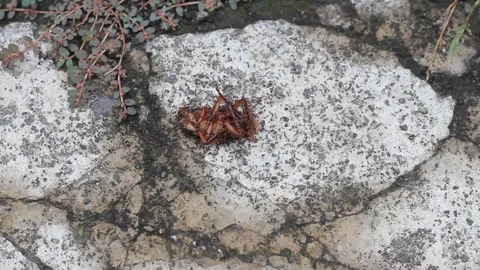 Dead cockroach surrounded by ants Stock Footage 320086804