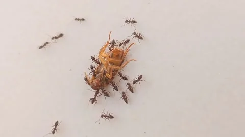A dead cockroach surrounded by many ants Stock Footage 278345556