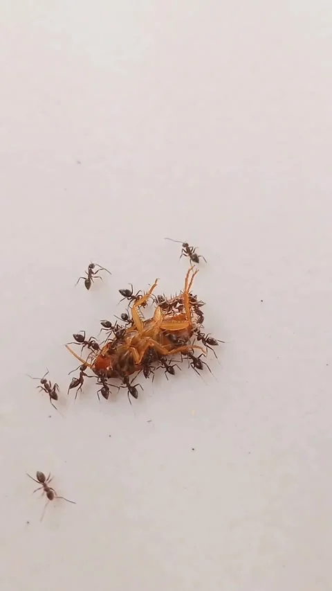 A dead cockroach surrounded by many ants Stock Footage 278345568