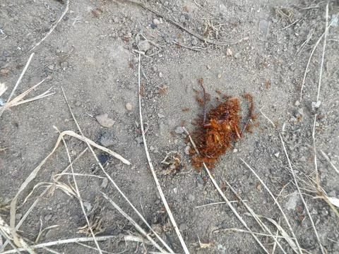 A dead cockroach is surrounded by small ants that serve as food. Stock Photos