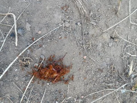 A dead cockroach is surrounded by small ants that serve as food. Stock Photos