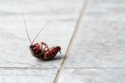 Dead cockroach on tile floor. Concept of pest control and extermination Stock Photos
