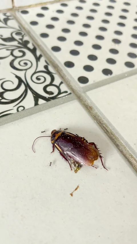 Dead cockroach on tiled bathroom floor Stock Footage 335431134