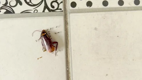 Dead cockroach on tiled bathroom wall surface Vídeo Stock 335430578