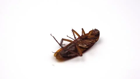 Dead cockroach turning face up on white background close up Video stock 143126808