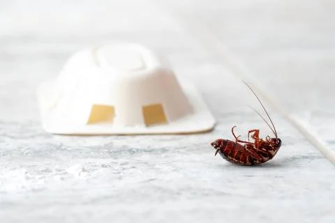Dead cockroach upside down on the floor. Pest control concept Stock Photos