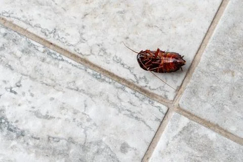 Dead cockroach upside down on the floor. Pest control concept Stock Photos