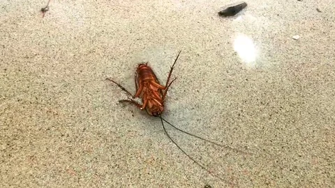 Dead cockroach washed up on the beach sand in Thailand. Stock Footage 320918914