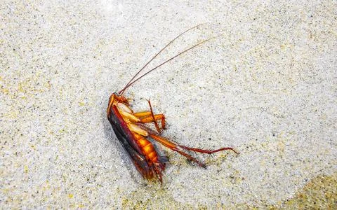 Dead cockroach washed up on the beach sand in Thailand. Stock Photos