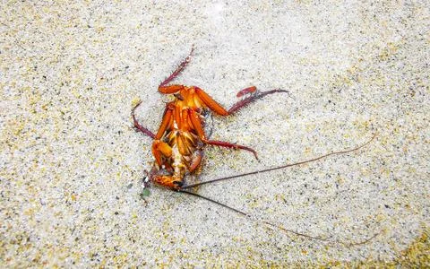 Dead cockroach washed up on the beach sand in Thailand. Stock Photos