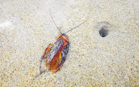 Dead cockroach washed up on the beach sand in Thailand. Stock Photos