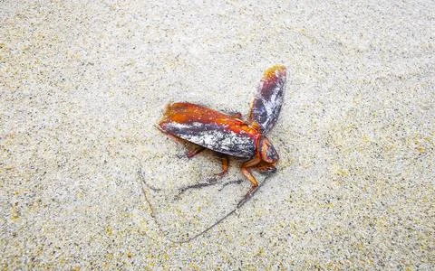 Dead cockroach washed up on the beach sand in Thailand. Stock Photos