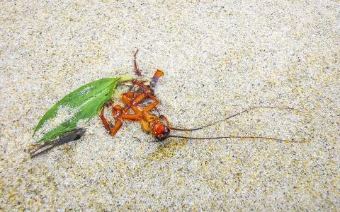 Dead cockroach washed up on the beach sand in Thailand. Stock Photos