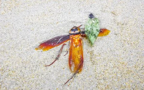 Dead cockroach washed up on the beach sand in Thailand. Stock Photos