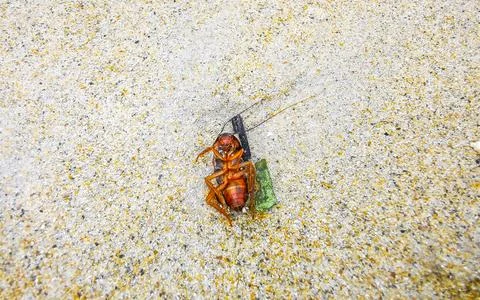 Dead cockroach washed up on the beach sand in Thailand. Stock Photos