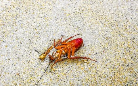 Dead cockroach washed up on the beach sand in Thailand. Stock Photos