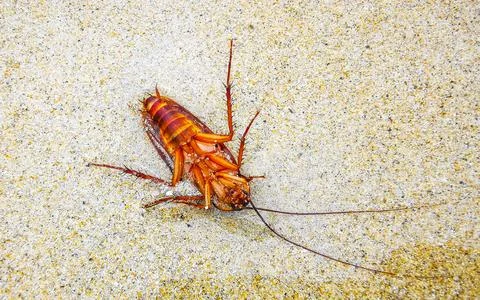 Dead cockroach washed up on the beach sand in Thailand. Stock Photos