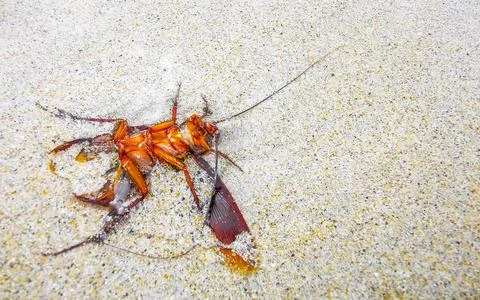 Dead cockroach washed up on the beach sand in Thailand. Stock Photos