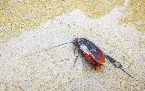 Dead cockroach washed up on the beach sand in Thailand. Stock Photos