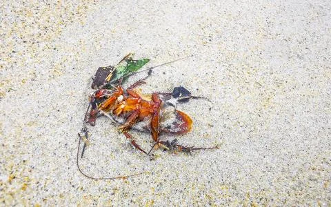 Dead cockroach washed up on the beach sand in Thailand. Stock Photos