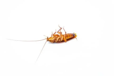Dead cockroach on white background, Concept the problem in the house because Stock Photos