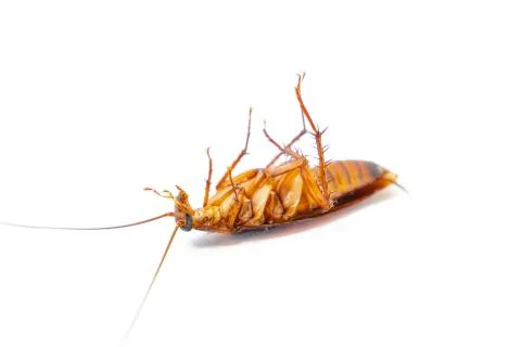 Dead cockroach on white background, Concept the problem in the house because Stock Photos