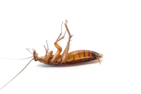 Dead cockroach on white background, Concept the problem in the house because Stock Photos