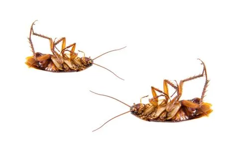 Dead cockroach on a white background Stock Photos