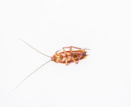 Dead cockroach on white background Stock Photos