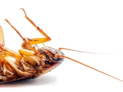 Dead cockroach on white background Stock Photos