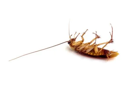Dead cockroach on white background Stock Photos