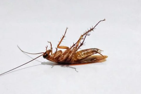 Dead cockroach on white background Stock Photos