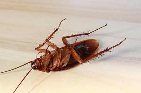 Dead cockroach on wood background Stock Photos