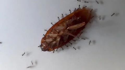 Dead cockroaches #1 Stock Footage 246166748