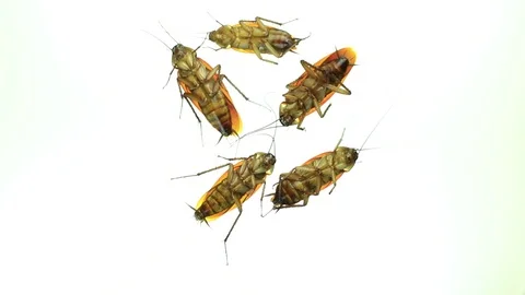 Dead cockroaches Stock Footage 87578123