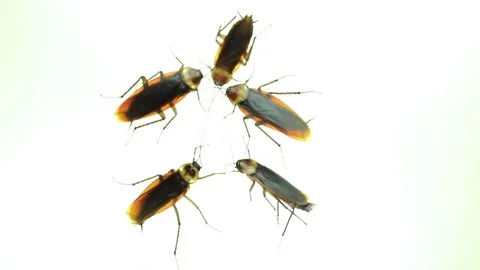 Dead cockroaches Stock Footage 87578166