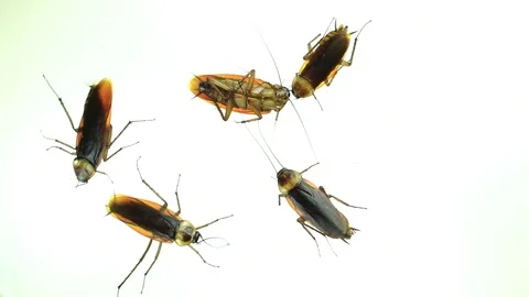 Dead cockroaches Stock Footage 87578200