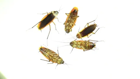 Dead cockroaches Stock Footage 87578220