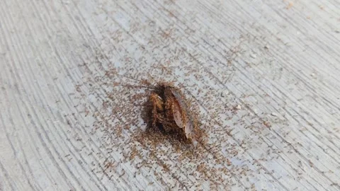 Dead cockroaches Stock Footage 277411974