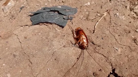Dead cockroaches upside down on dry ground Stock Footage 284441491