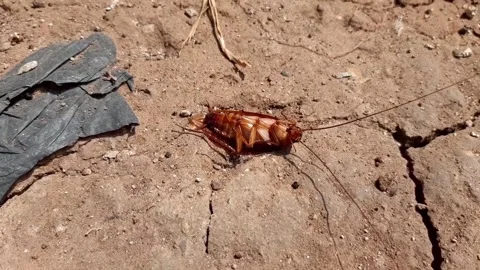 Dead cockroaches upside down on dry ground Stock Footage 284441514