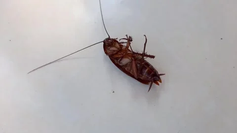 Dead cockroaches upside down on the floor Stock Footage 286331018